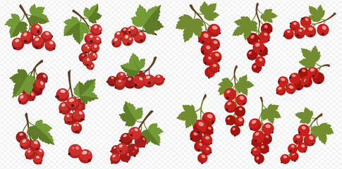 Illustration of redcurrant bunches with green leaves on a transparent background.