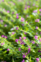 Obraz premium pink flowers in the garden