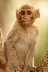rhesus monkey 