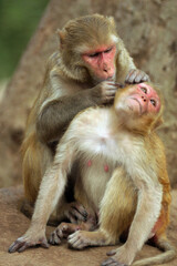 Obraz premium mother and child