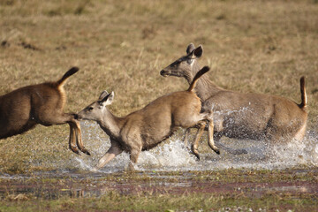 deer running in the field