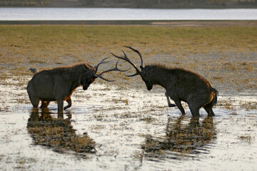 Fototapeta premium a pair of sambar deer 