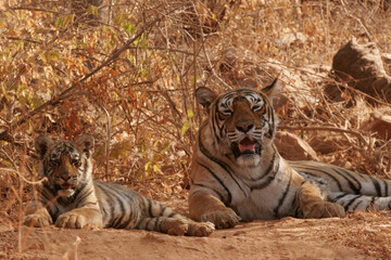 Tiger tigress cubs sitting resting Ranthambore Tiger Reserve National Park Rajasthan India 