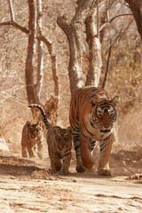 Fototapeta premium Tiger tigress cubs searching prey Ranthambore Tiger Reserve National Park Rajasthan India 