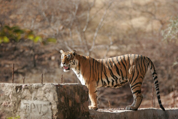 Tiger standing cement wall Ranthambore Tiger Reserve National Park Rajasthan India