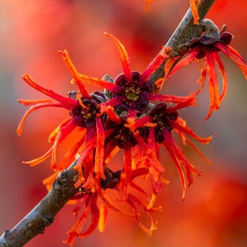 Close-up of vibrant red witch hazel blossoms on a textured branch