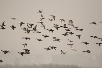 flock of birds