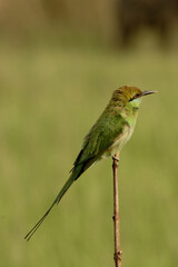 green bee-eater on branch