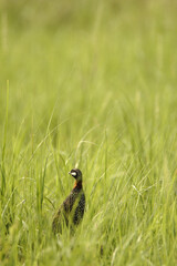 Black Partridge on the grass
