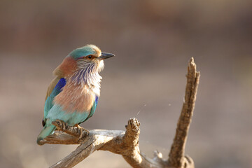indian roller on a branch