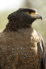 close up of an eagle