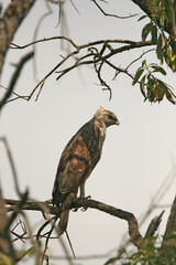 hawk perched on branch