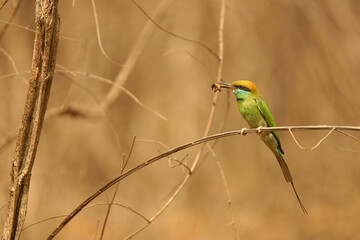 bee eater perched on branch