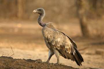 vulture in the wild