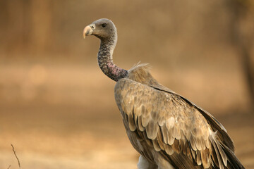 vulture in the wild