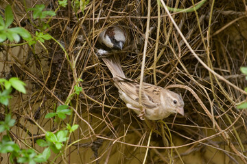 baby bird in the nest