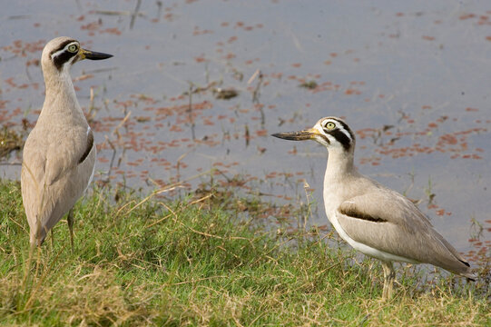 great stone-curlew great thick-knee large wader bird  Ranthambore national park Rajasthan India 