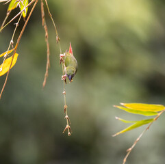 Birds on a branch.