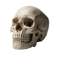 Anatomical study of a human skull illuminated against an isolated plain setting for educational