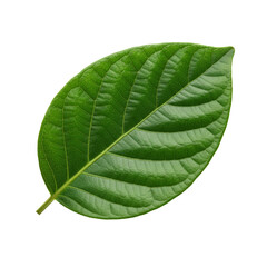 Detailed botanical study revealing the intricate vein structure of a vibrant green leaf against a