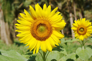 sunflower in the field