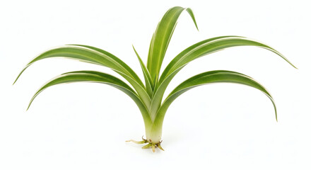 Spider Plant Chlorophytum comosum Baby Pups with Roots Isolated on White Background