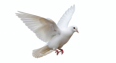 Stunning White Dove in Flight Isolated on White Background for Peace and Freedom Concepts