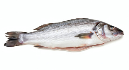 Fototapeta premium Fresh Raw European Sea Bass Dicentrarchus labrax Isolated on White Background for Gourmet Cooking