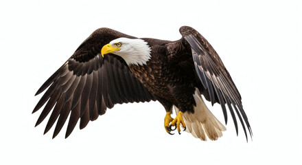Obraz premium Majestic Bald Eagle in Flight Spreading Wings Isolated on White Background Perfect for Wildlife Design