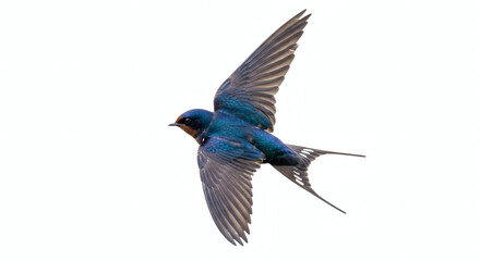 Barn Swallow Bird in Flight Against a White Background Isolated Wildlife Photography