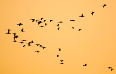 A flock of birds flying in the sky