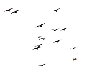 A flock of birds flying in the sky isolated on a white background.