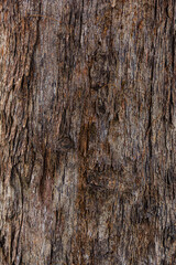 Obraz premium Rough Dark Brown Tree Bark Vertical Texture