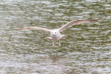 A seagull bird in flight over water