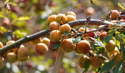Ripe plums on a tree damaged by disease