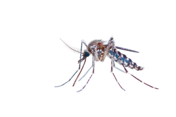 Close-up of a mosquito with detailed markings