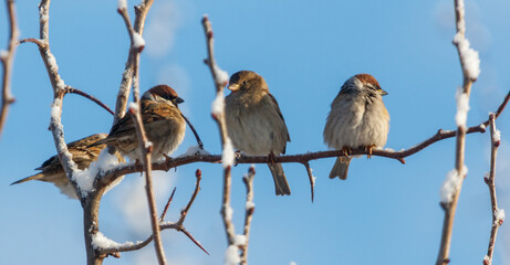 Three birds are sitting on a branch