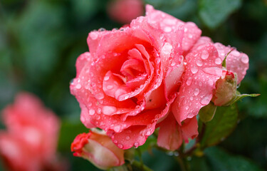 A rose with dew drops on it