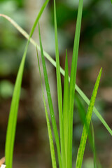 green grass with dew