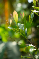 green leaves on a branch