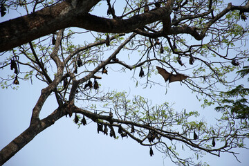 birds on tree