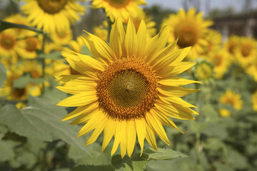 sunflowers in the field