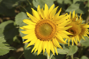 sunflower in the field
