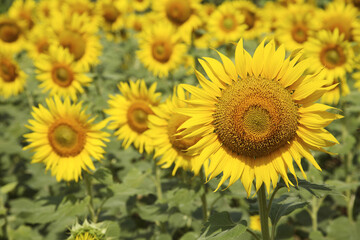 Fototapeta premium field of sunflowers