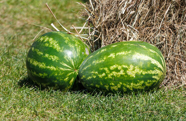 Two watermelons are on the grass