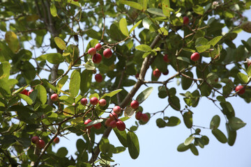 red fruits on a tree