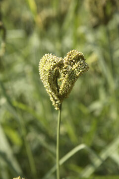 green millet field