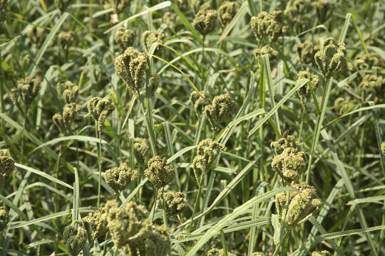 green millet field