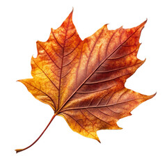 Obraz premium Changing leaves in Autumn PNG concept. Autumn leaf with vibrant colors and intricate vein patterns.