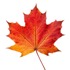 Fototapeta premium Changing leaves in Autumn PNG concept. A vibrant red and orange maple leaf showcasing intricate vein patterns.